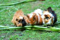 guinea-pig-sea-pig-house-cute-guinea-pig-house-63853